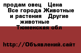  продам овец › Цена ­ 100 - Все города Животные и растения » Другие животные   . Тюменская обл.